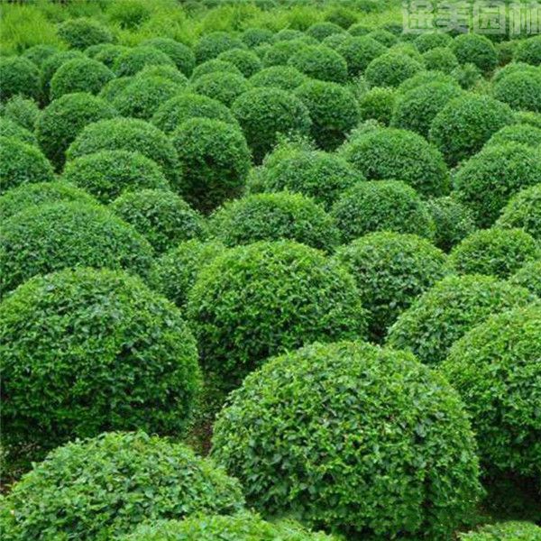 衛(wèi)矛 衛(wèi)矛