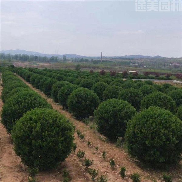 衛(wèi)矛 衛(wèi)矛