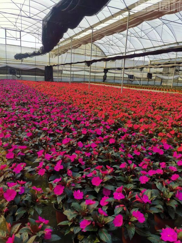 鳳仙花圖片 鳳仙花圖片