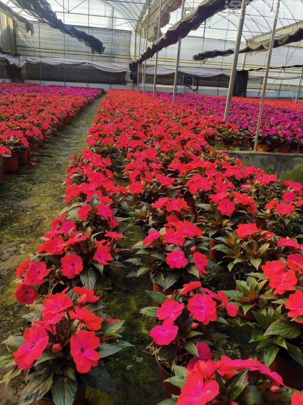 鳳仙花圖片 鳳仙花圖片