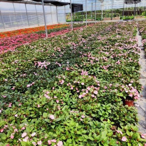 鳳仙花圖片 鳳仙花圖片