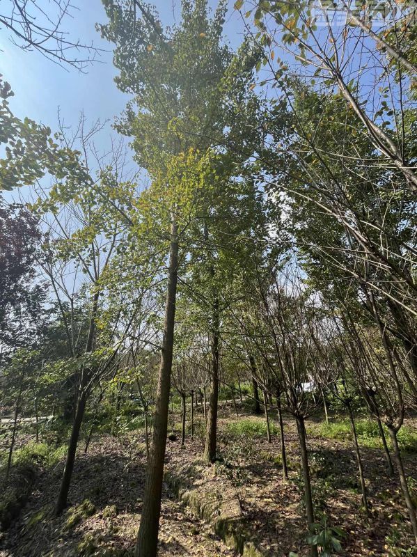 銀杏樹圖片 銀杏樹圖片