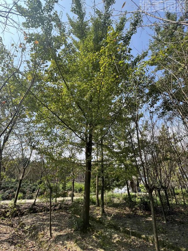 銀杏樹圖片 銀杏樹圖片