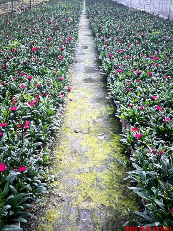 石竹圖片 石竹圖片