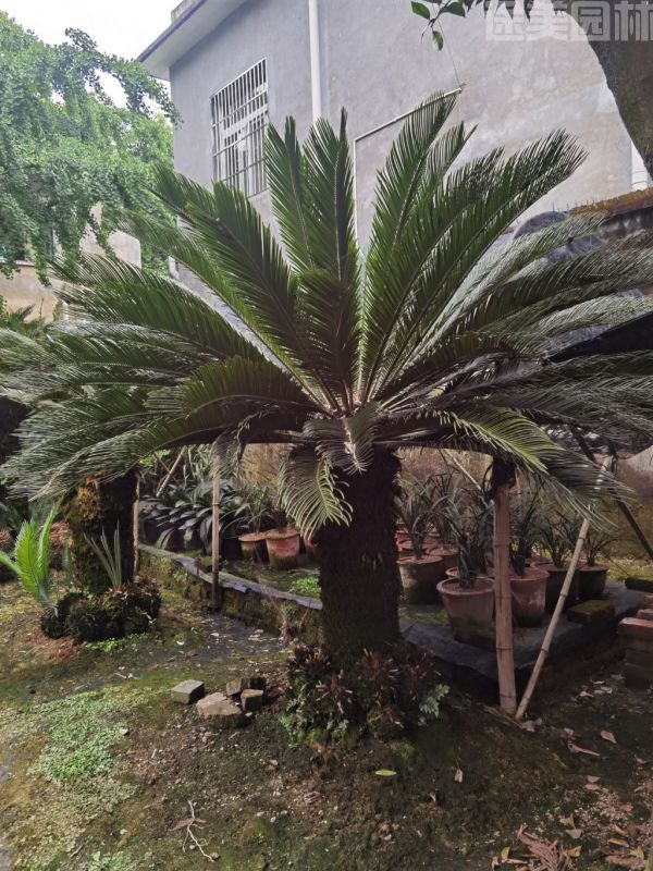 鐵樹圖片 鐵樹圖片