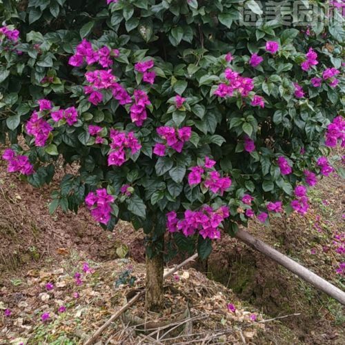 三角梅圖片 三角梅圖片