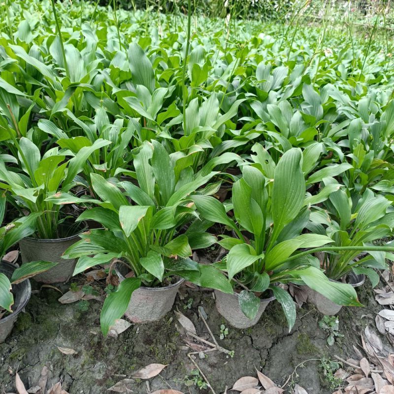 玉簪圖片 玉簪圖片