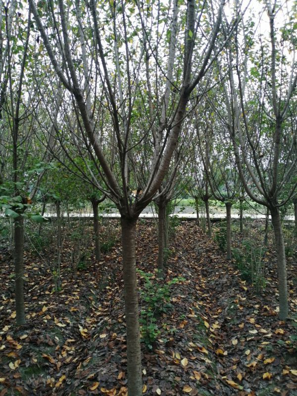 櫻花圖片 櫻花圖片