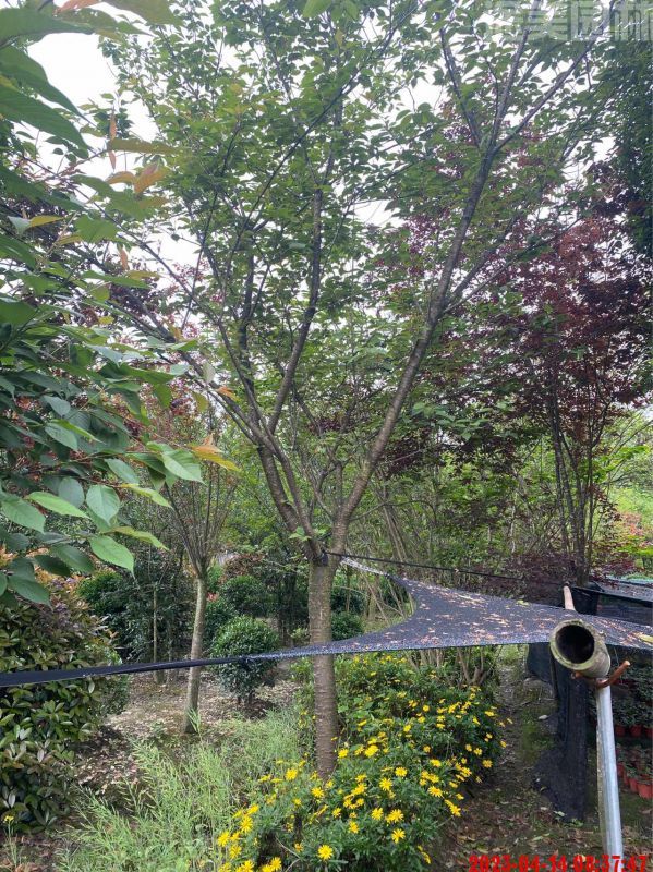 櫻花圖片 櫻花圖片