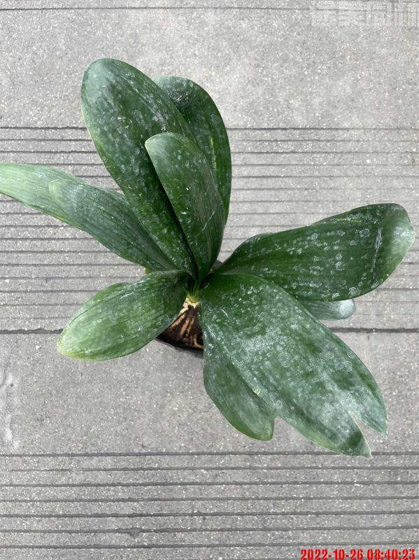 君子蘭圖片 君子蘭圖片