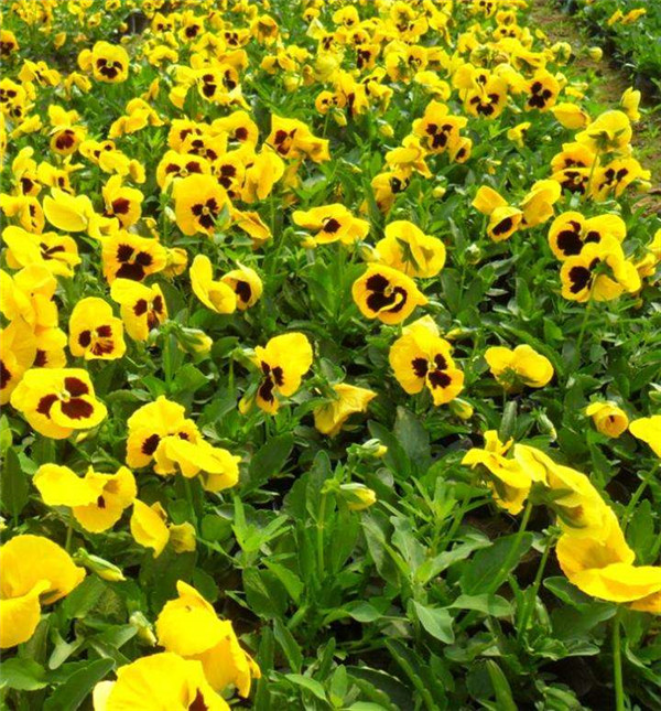 三色堇圖片(黃色)