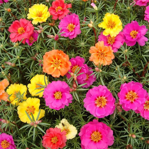 太陽(yáng)花圖片(又名大花馬齒莧)