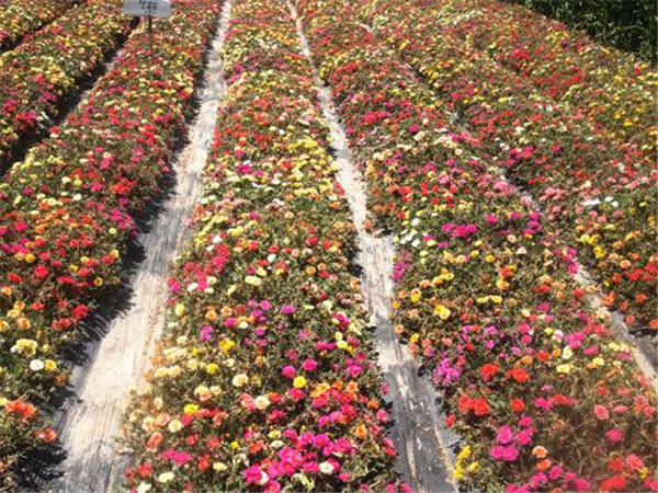 太陽花圖片(又名大花馬齒莧)