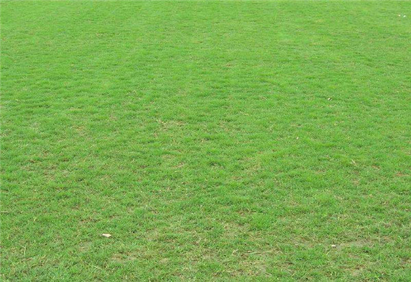 臺灣二號草坪圖片