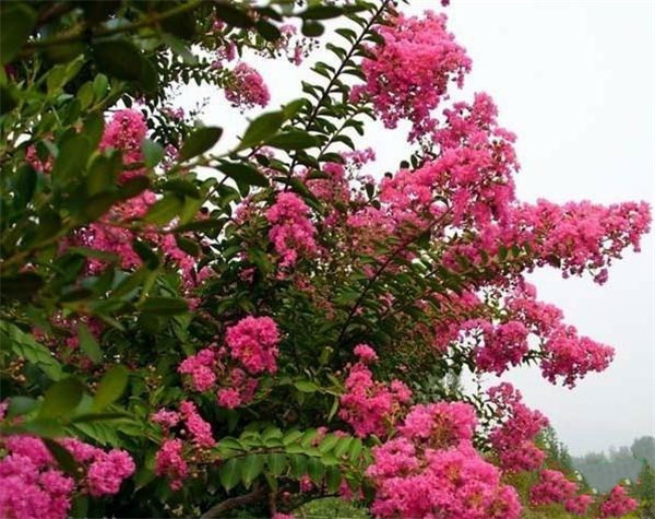 二紅紫薇 二紅紫薇