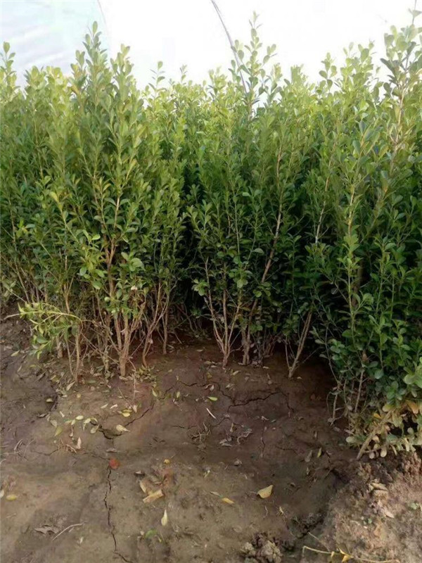 瓜子黃楊 瓜子黃楊