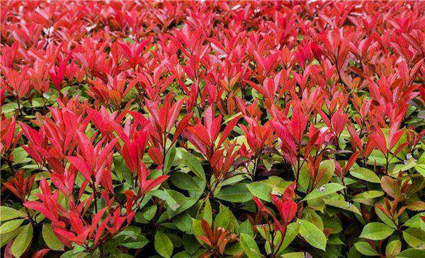紅葉石楠 紅葉石楠