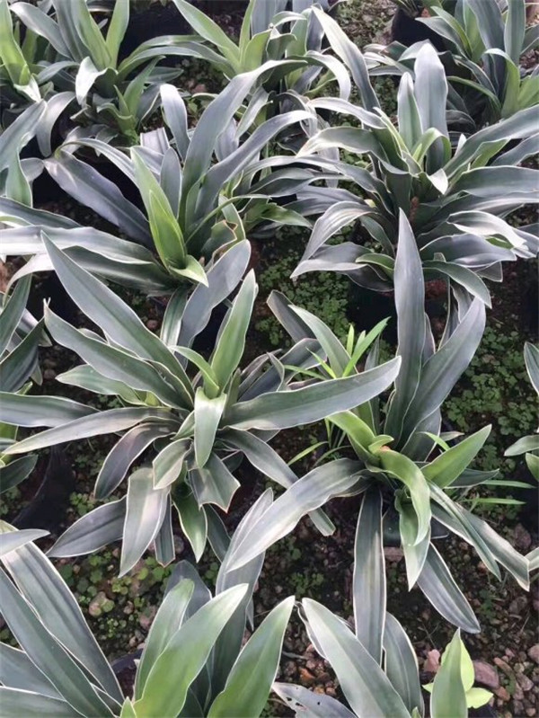 金邊萬年青 金邊萬年青