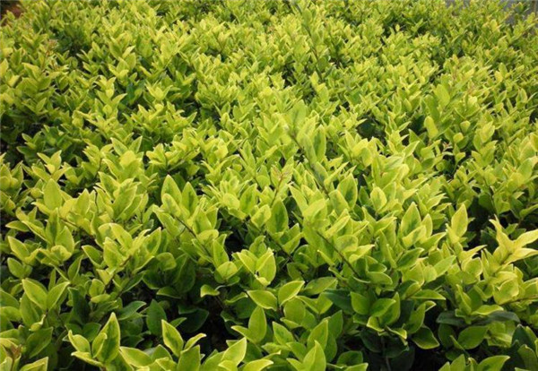 日本女貞 日本女貞