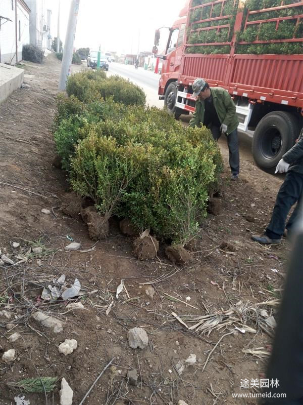 15公分小葉黃楊報價是多少?