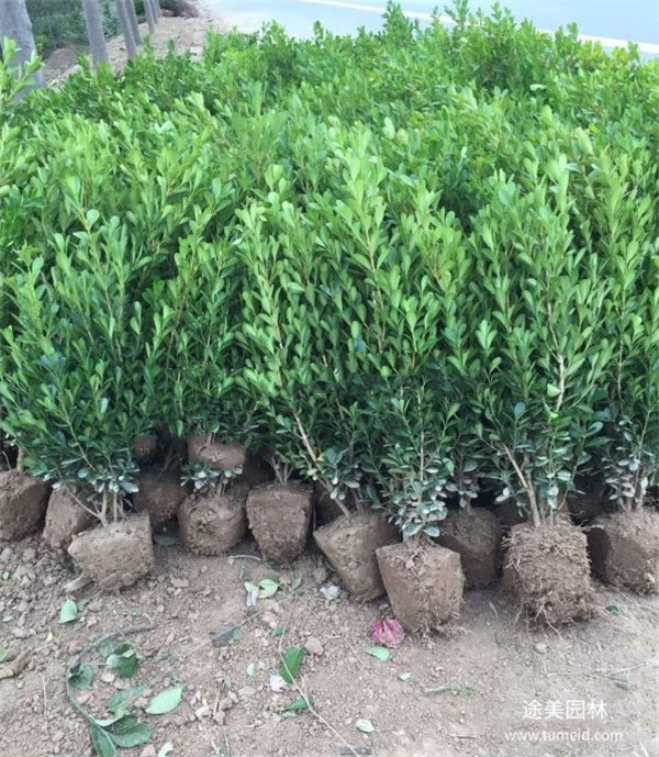 15公分小葉黃楊報價是多少?