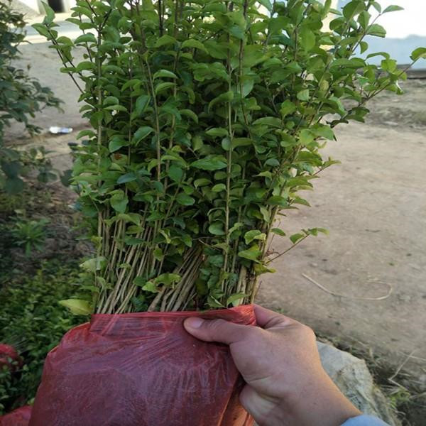 行道灌木有哪些樹種?