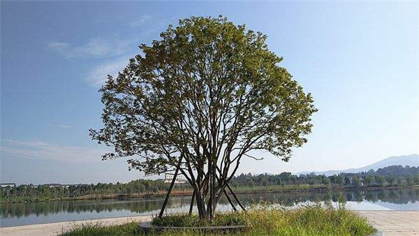 叢生桂花 叢生桂花