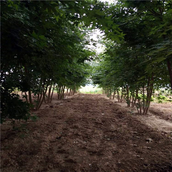 叢生五角楓 叢生五角楓