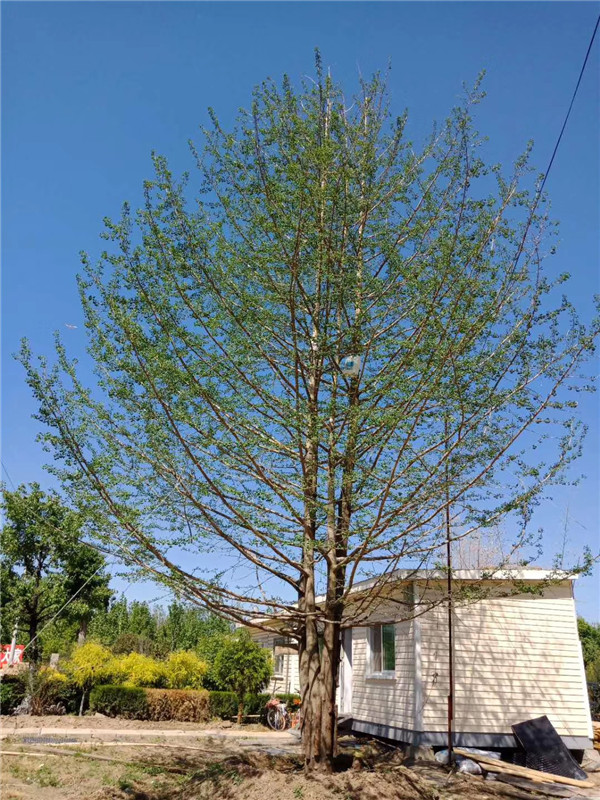 叢生銀杏樹 叢生銀杏樹