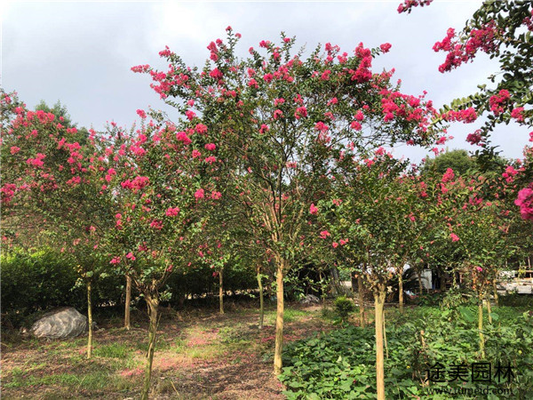 大花紫薇 大花紫薇