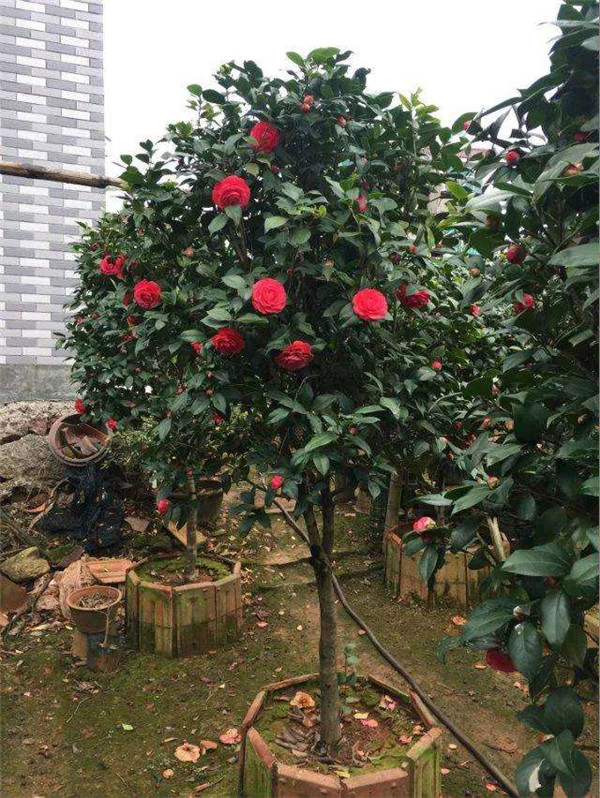 行道樹種植間距多少米一顆?