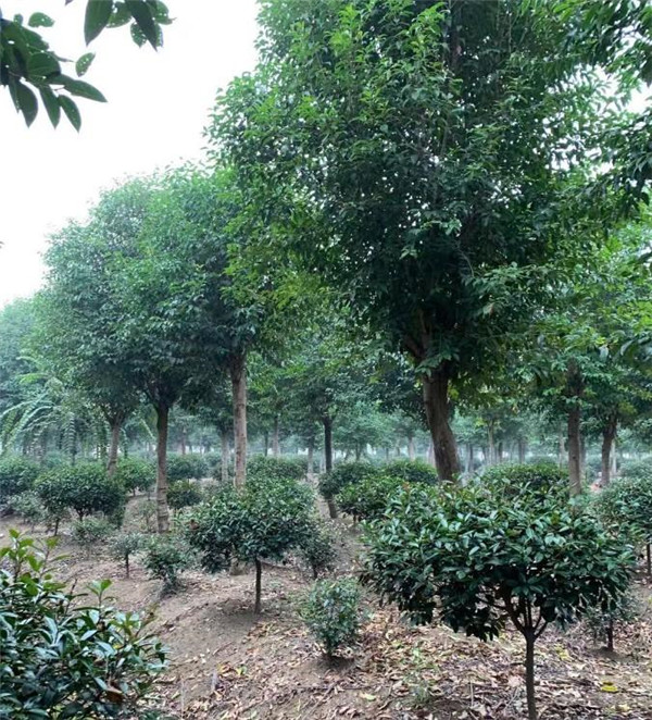 高桿女貞 高桿女貞