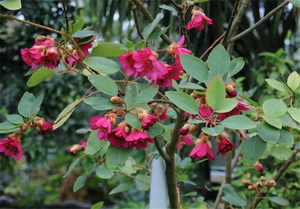 紅花荷開(kāi)花圖片