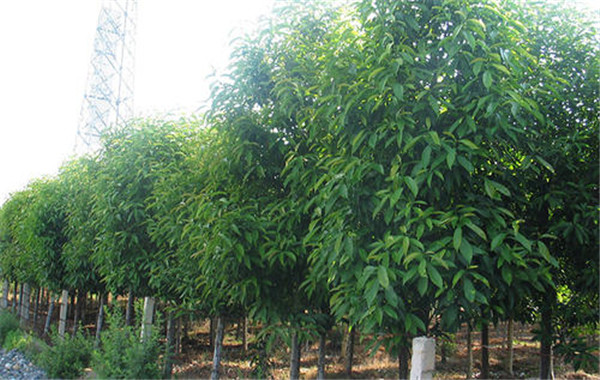 紅花木蓮基地實拍圖