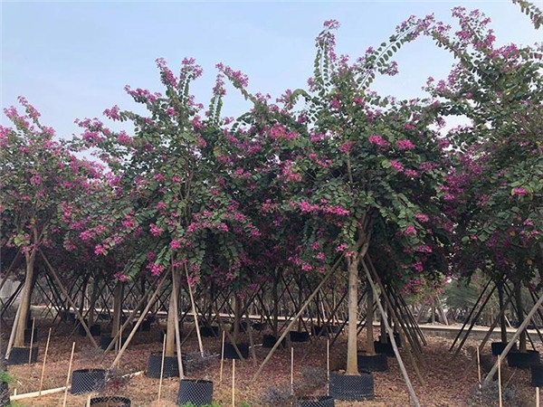 紅花羊蹄甲 紅花羊蹄甲