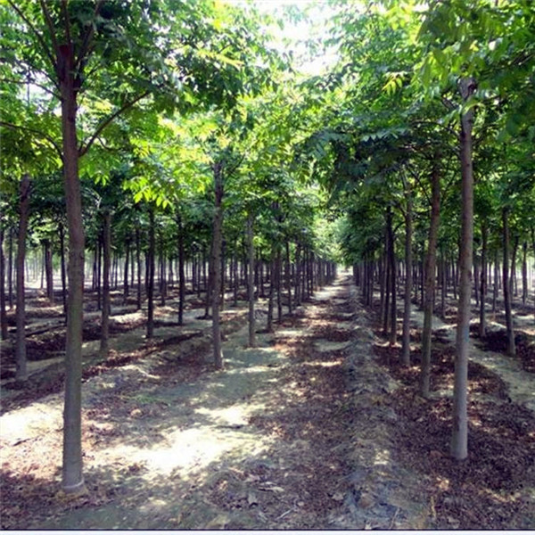 黃山欒樹(shù)基地實(shí)拍圖