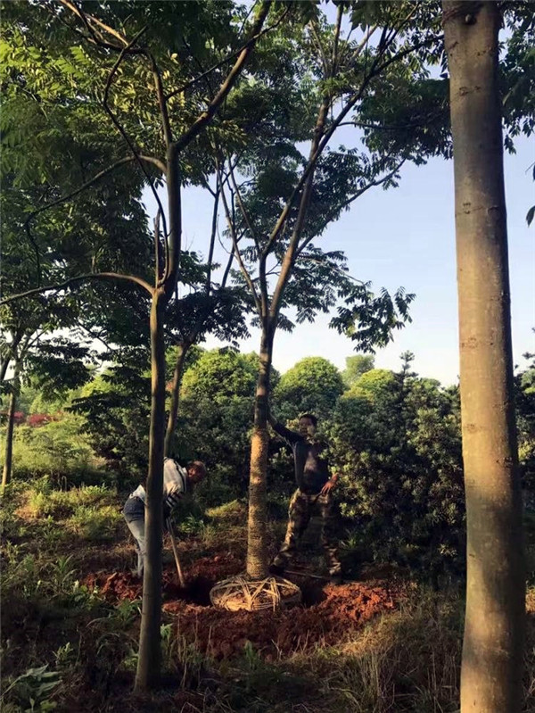 黃山欒樹(shù)基地實(shí)拍圖