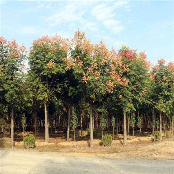 黃山欒樹(shù)基地實(shí)拍圖