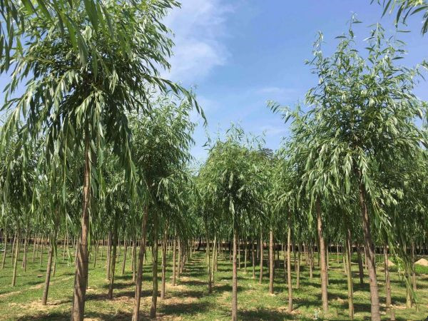 金絲垂柳 金絲垂柳