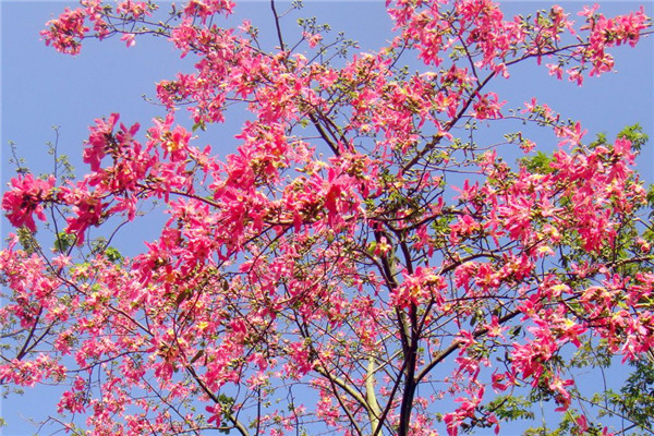 美麗異木棉 美麗異木棉