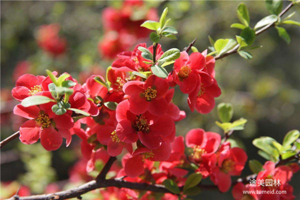 日本海棠 日本海棠
