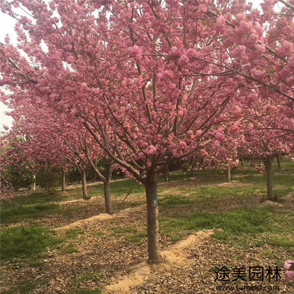 日本櫻花 日本櫻花