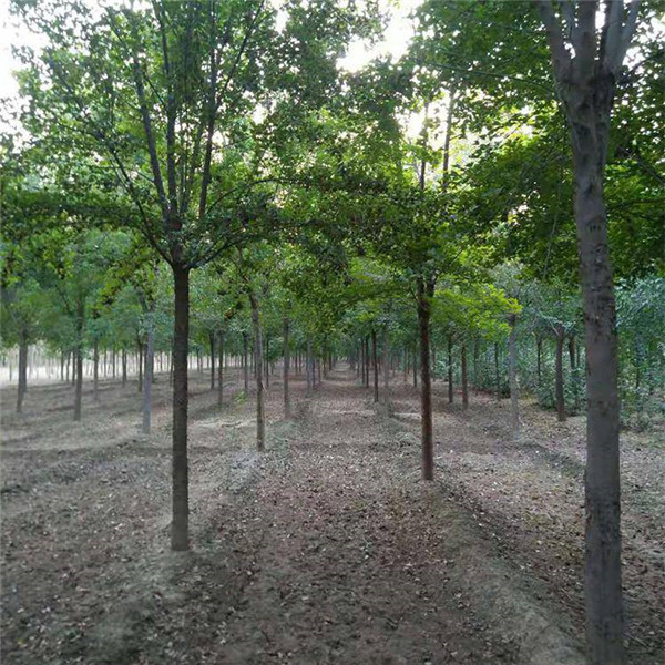 我國各地區適合種植什么綠化苗木?