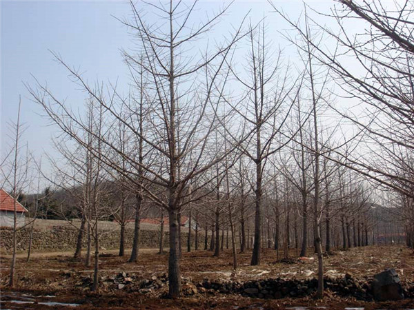 實(shí)生銀杏基地實(shí)拍圖片