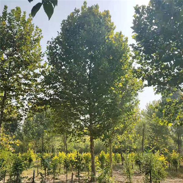 成都適合種植造型法桐嗎？