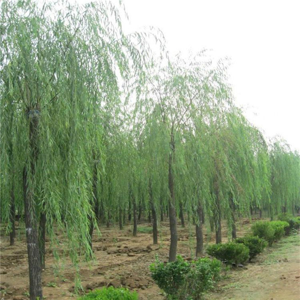 柳樹圖片 柳樹圖片