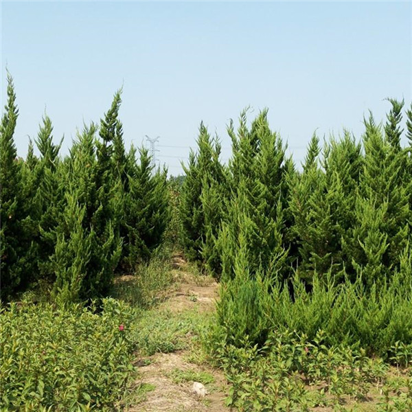 龍柏圖片 龍柏圖片