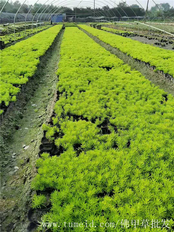 佛甲草圖片 佛甲草圖片