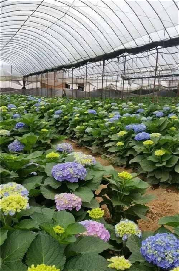 八仙花圖片 八仙花圖片