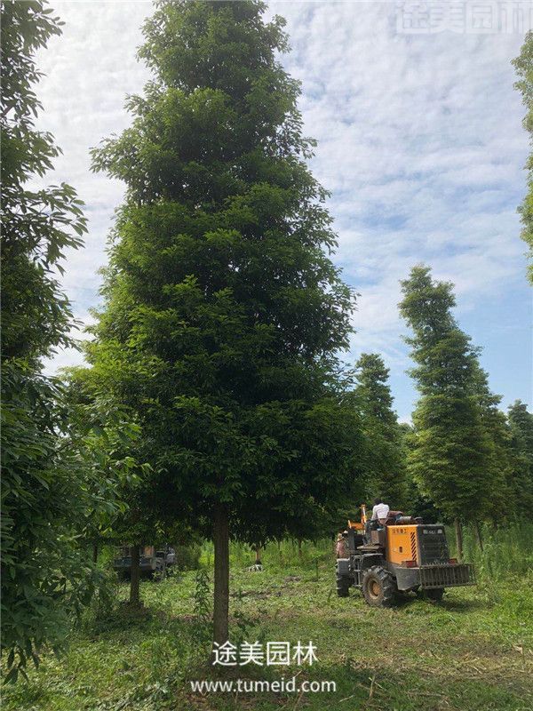 zhennanshu zhennanshu